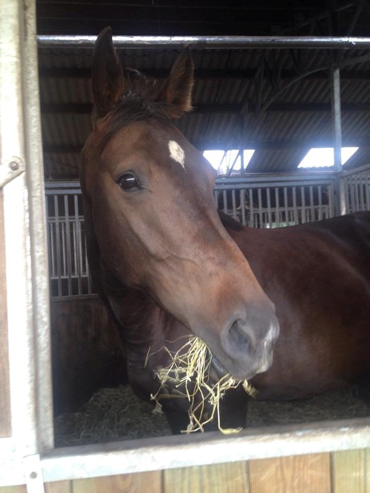 Dansk Varmblod Lexus billede 6