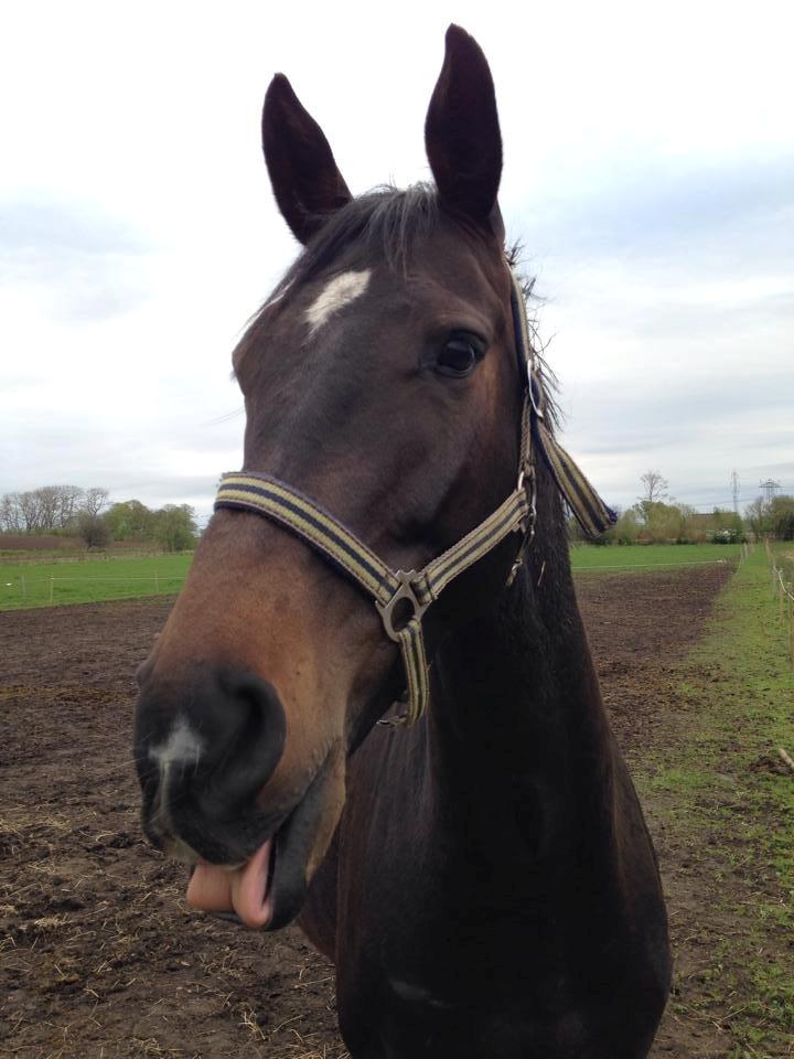 Dansk Varmblod Lexus billede 7