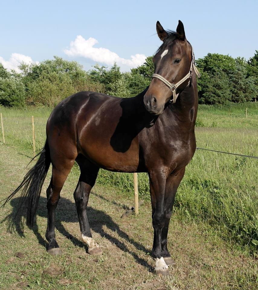 Dansk Varmblod Lexus billede 4