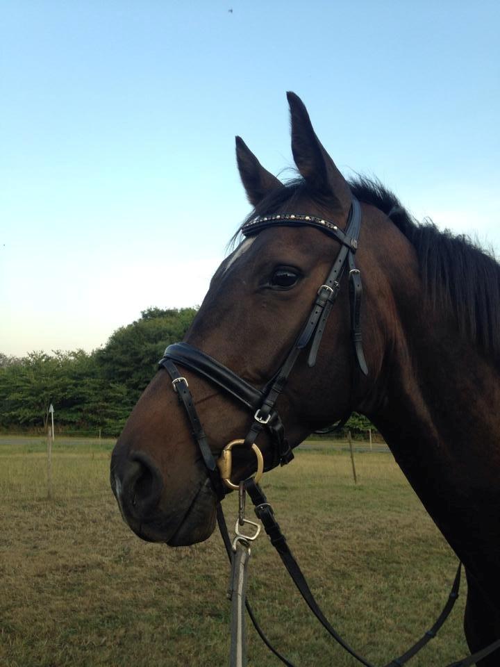 Dansk Varmblod Lexus billede 5