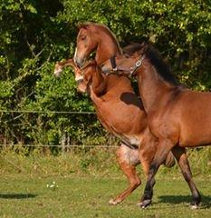 Welsh Pony (sec B) cindi - seje skat billede 9