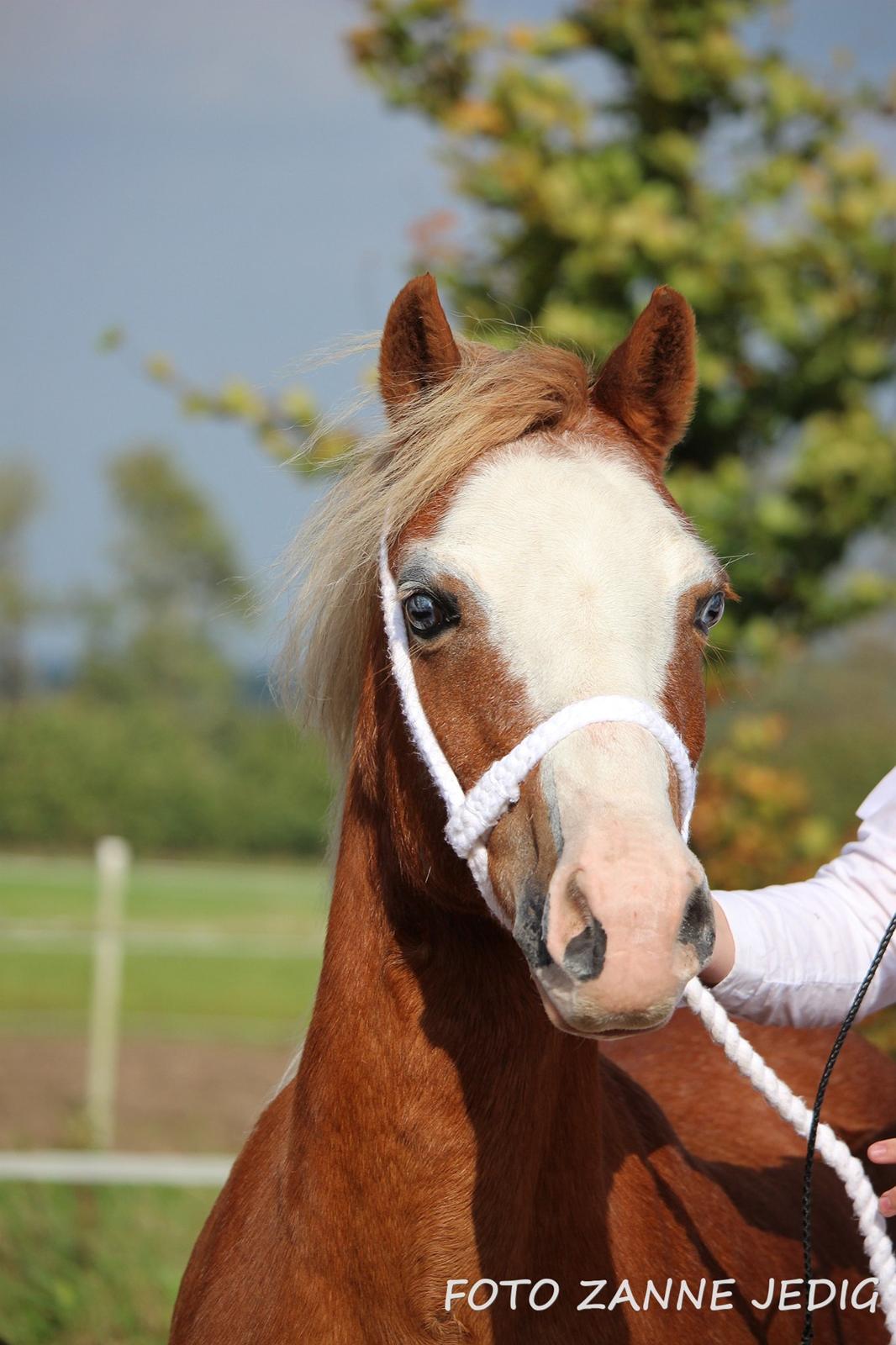 Welsh Mountain (sec A) Ceulan Romany - Oktober Show billede 1