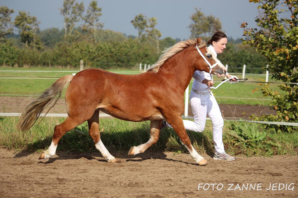 Welsh Mountain (sec A) Ceulan Romany billede 37