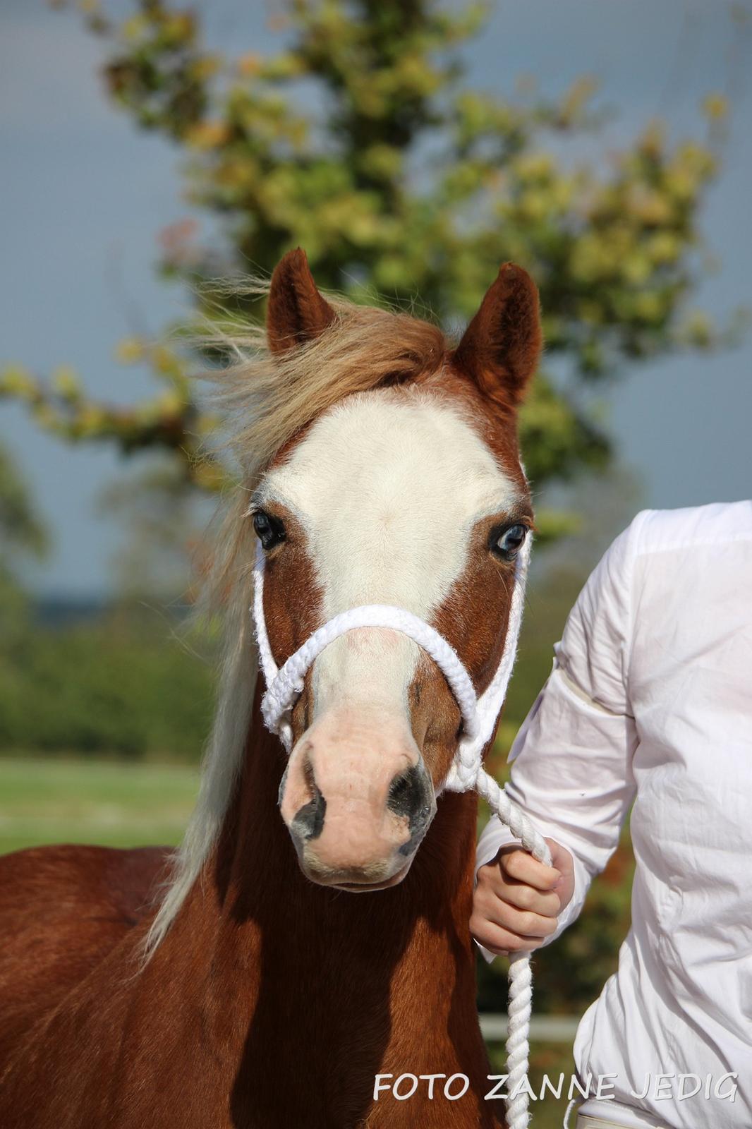 Welsh Mountain (sec A) Ceulan Romany - Til Oktober Show 2014 billede 36