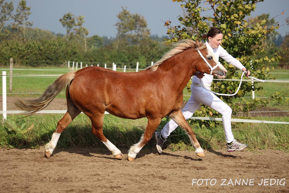 Welsh Mountain (sec A) Ceulan Romany billede 38