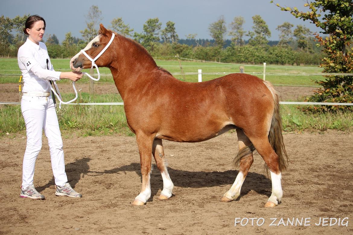 Welsh Mountain (sec A) Ceulan Romany billede 39