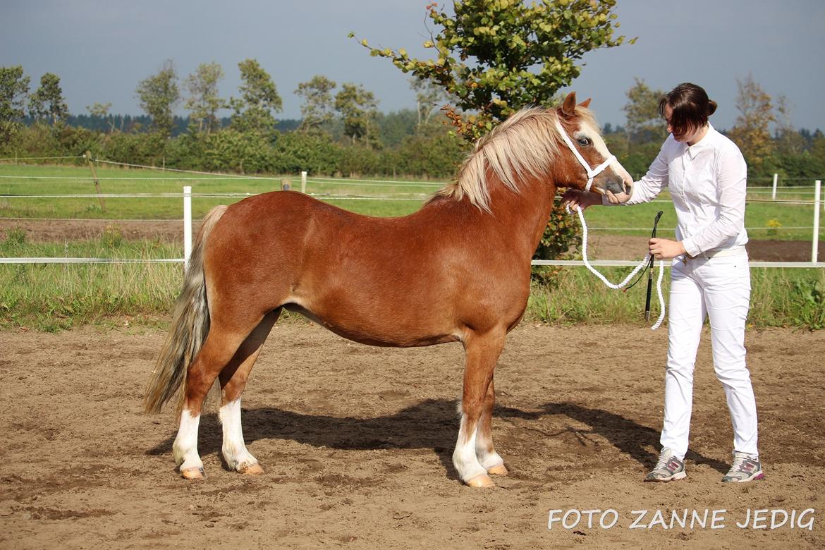 Welsh Mountain (sec A) Ceulan Romany billede 40