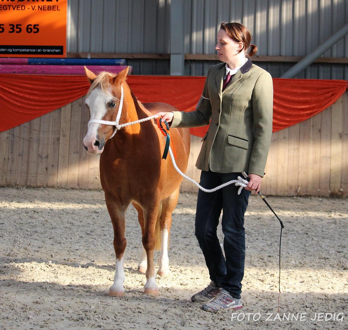 Welsh Mountain (sec A) Ceulan Romany billede 44