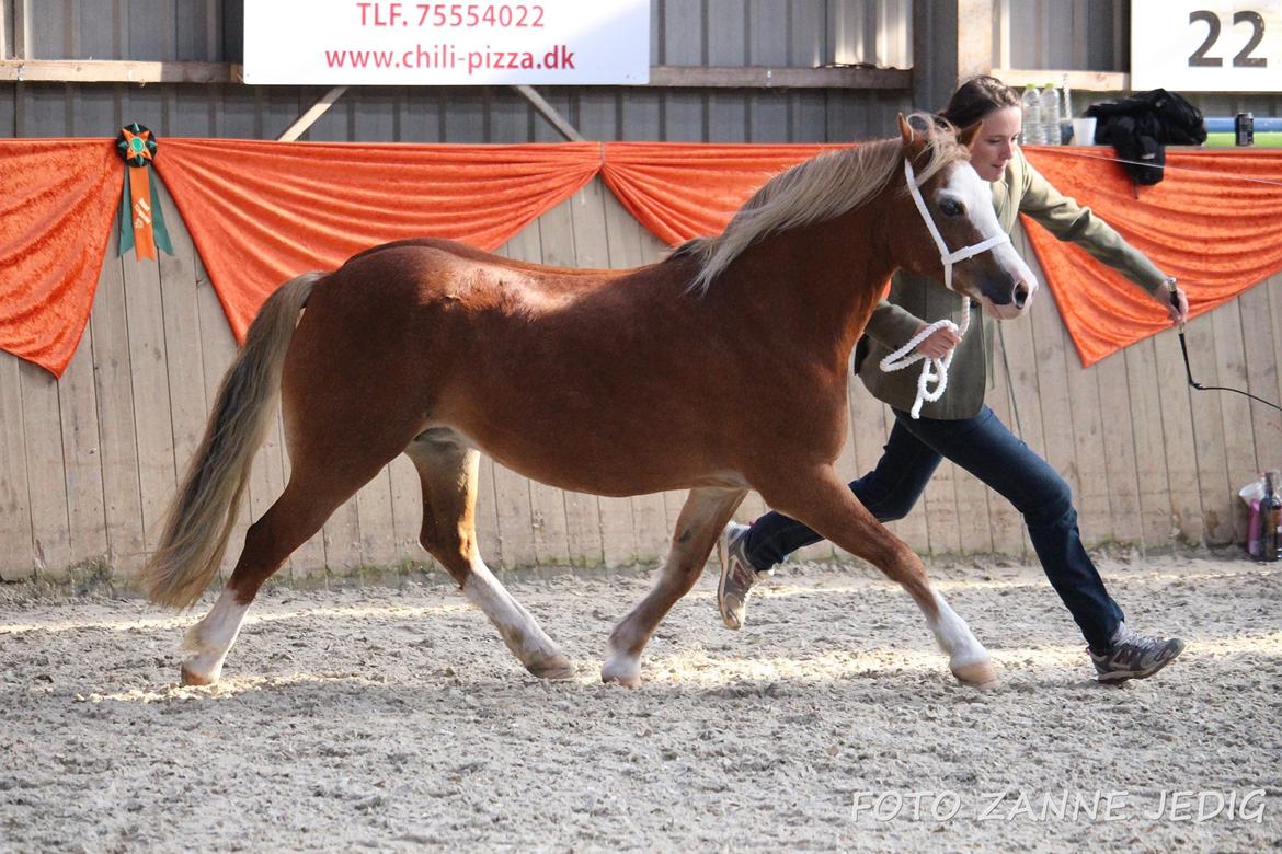 Welsh Mountain (sec A) Ceulan Romany billede 45