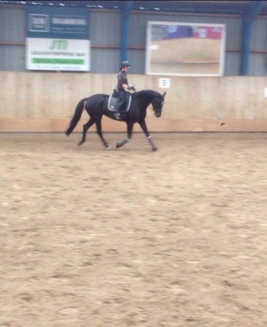 Dansk Varmblod Pinvigs Cha Cha billede 10