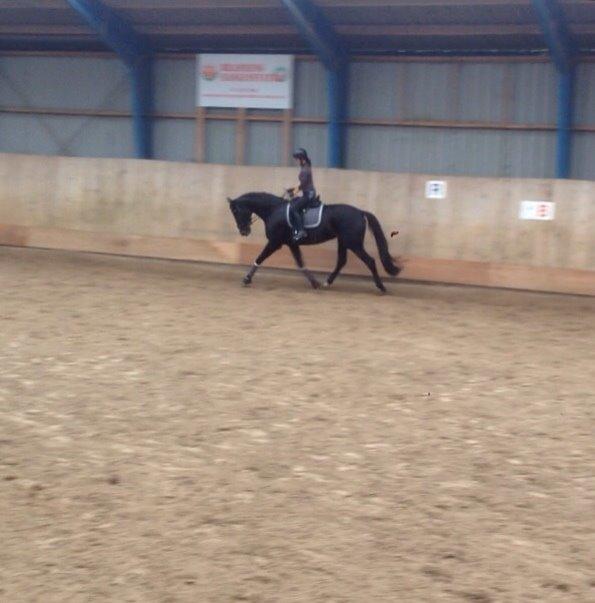 Dansk Varmblod Pinvigs Cha Cha billede 13