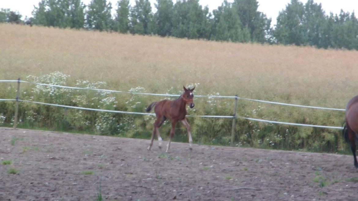 Dansk Varmblod Lykkebjerggårds Sound billede 10