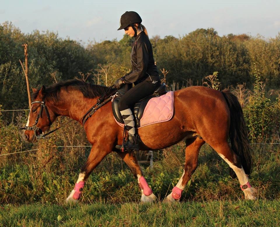 Anden særlig race Hesdalskærs Victoria <3 billede 8