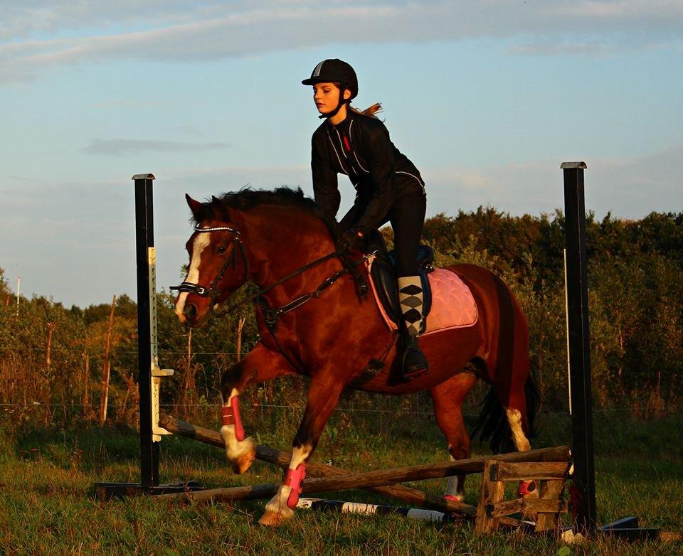 Anden særlig race Hesdalskærs Victoria <3 billede 12