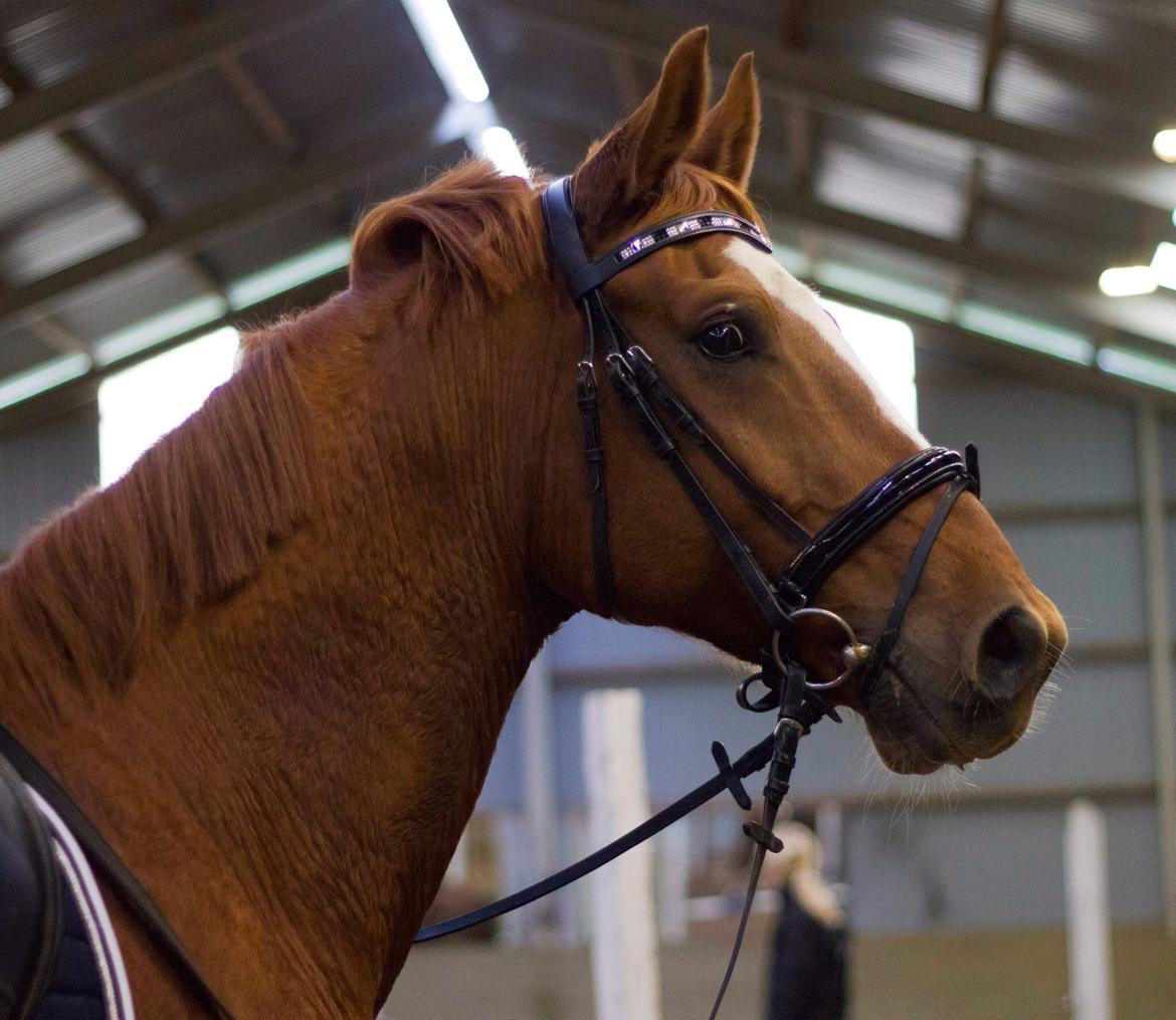 Dansk Varmblod Arion billede 19