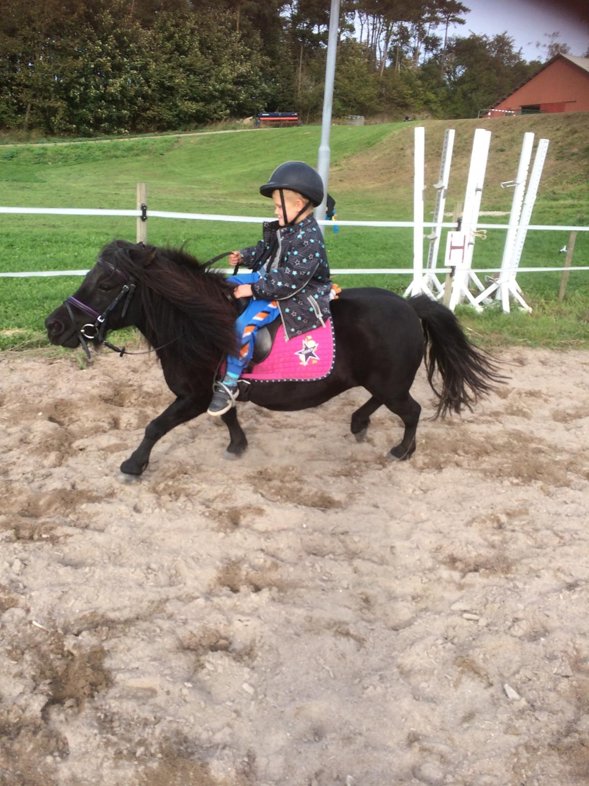 Shetlænder Ronja billede 11