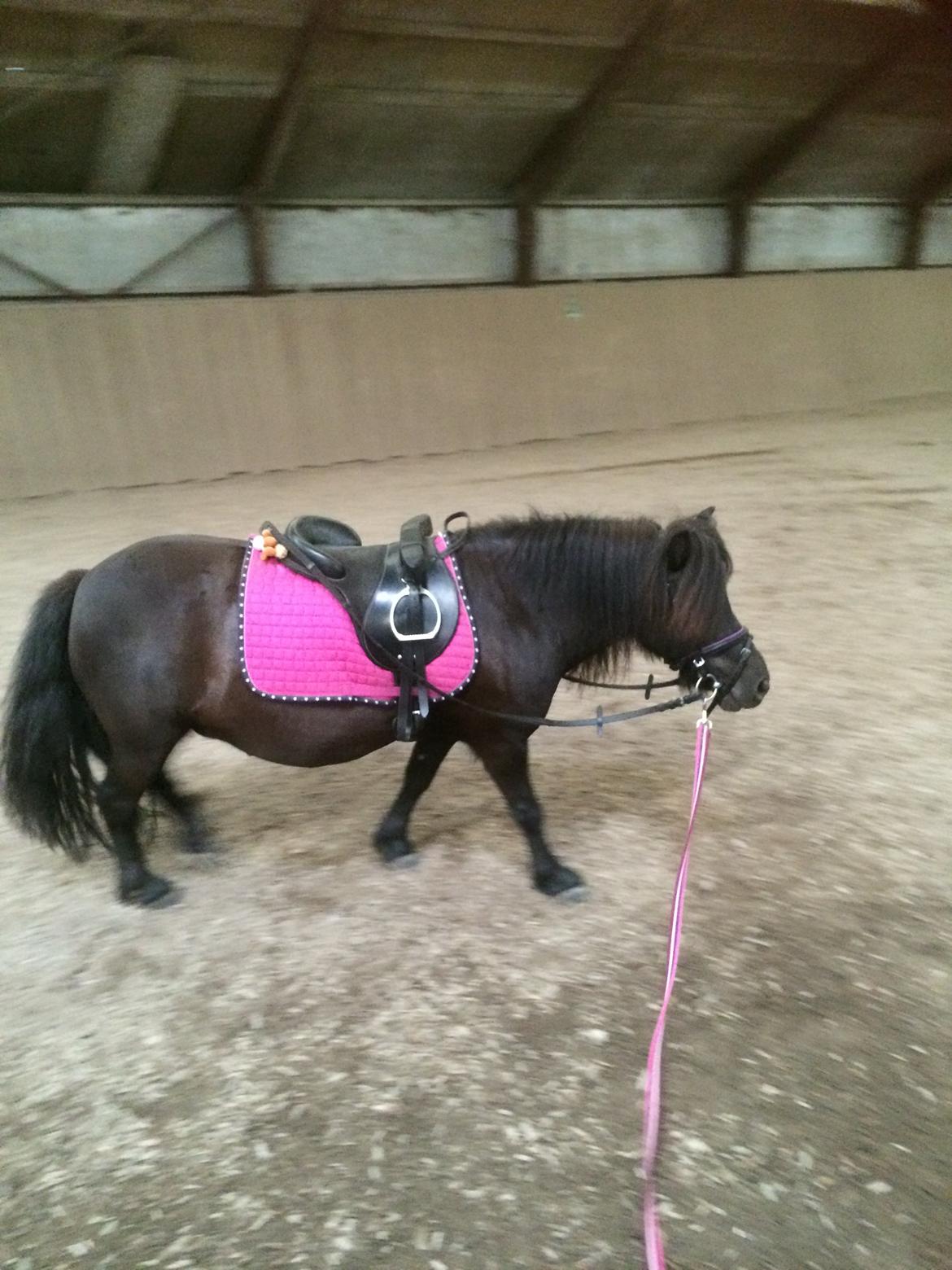 Shetlænder Ronja billede 12