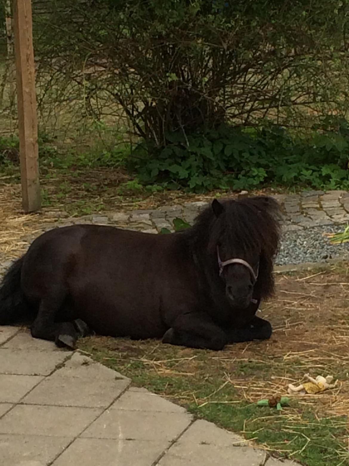 Shetlænder Ronja billede 13