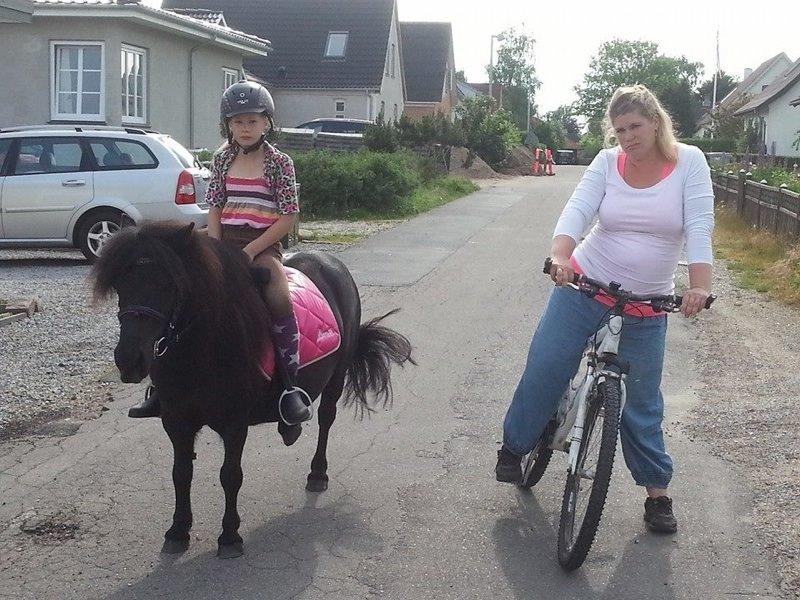 Shetlænder Ronja billede 14