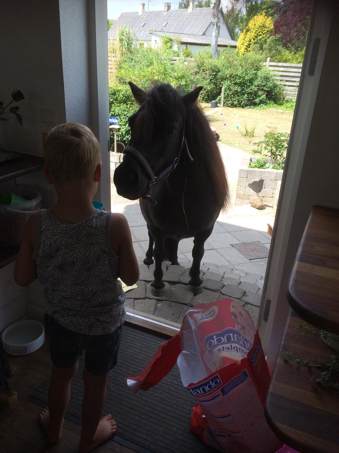 Shetlænder Ronja billede 15