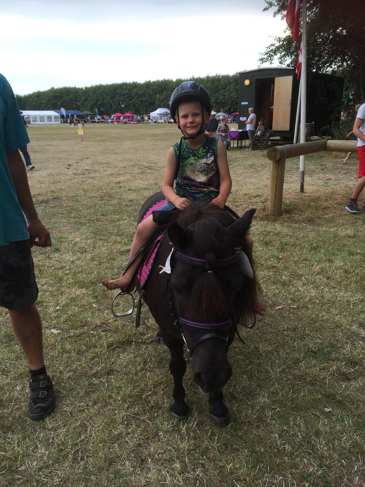 Shetlænder Ronja billede 16