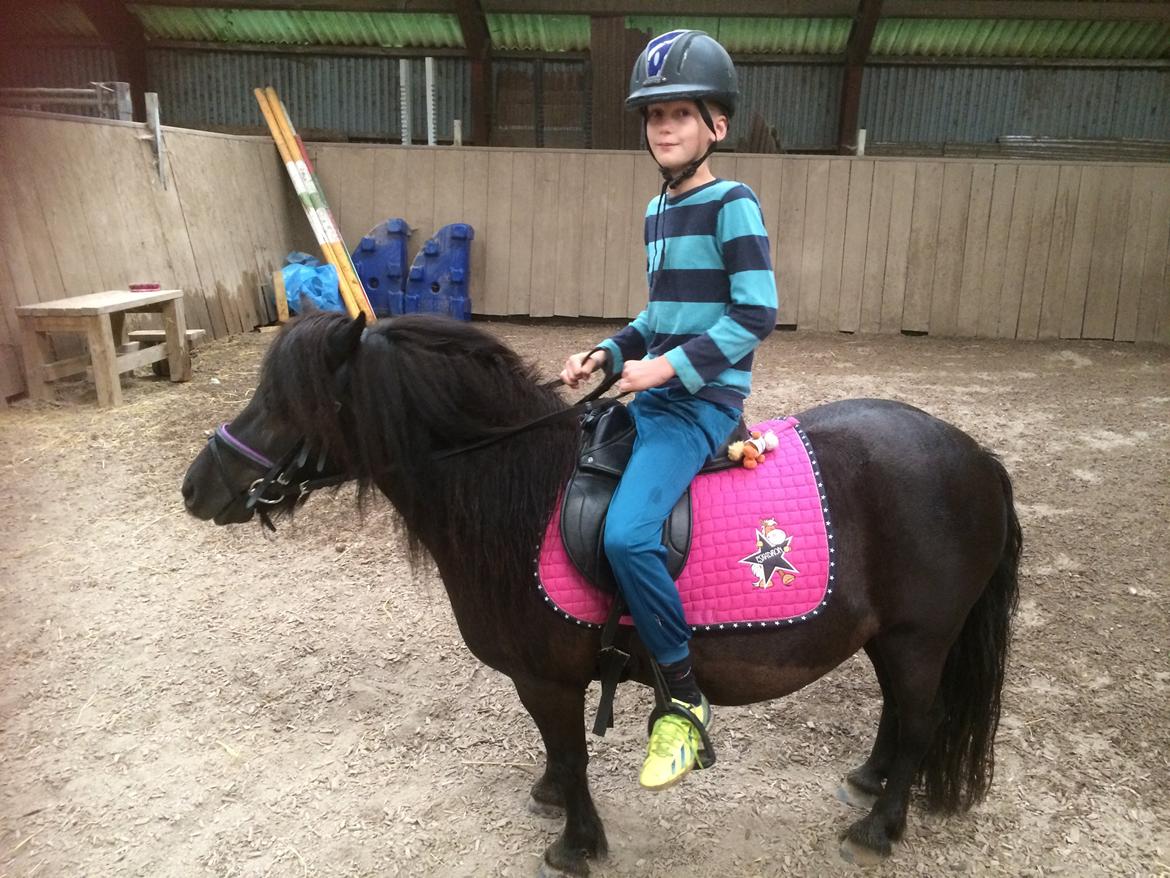 Shetlænder Ronja billede 18