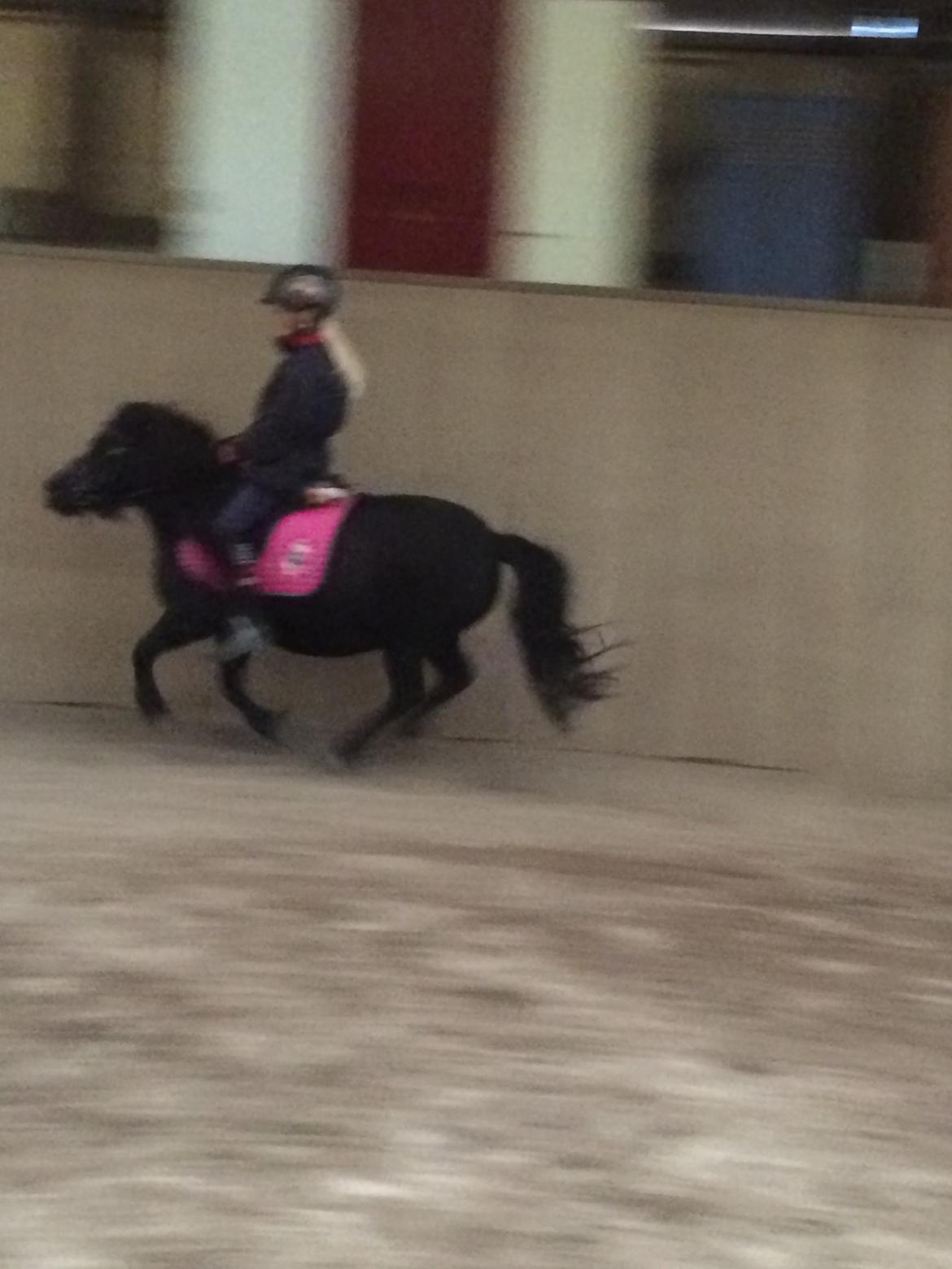 Shetlænder Ronja billede 19