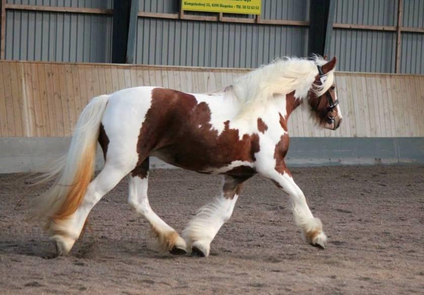 Tinker Piebald Irish Kiki billede 1