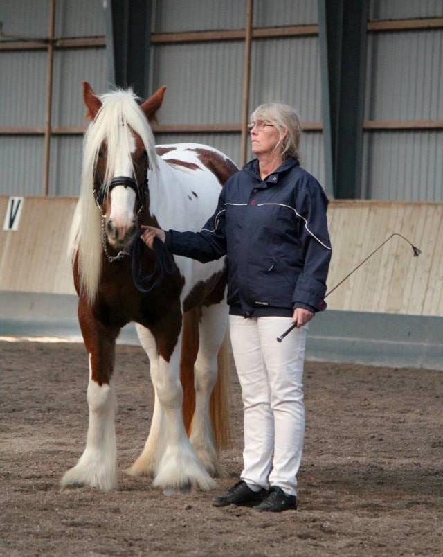 Tinker Piebald Irish Kiki billede 5