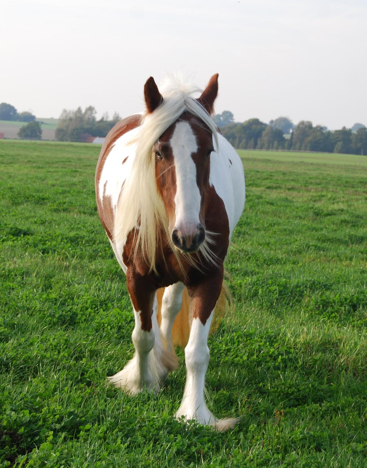 Tinker Piebald Irish Kiki billede 6