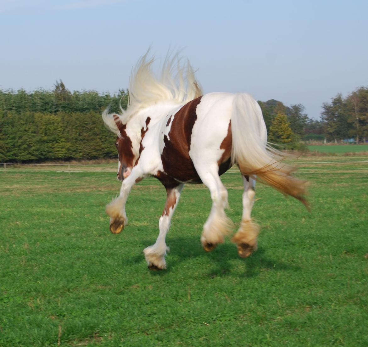 Tinker Piebald Irish Kiki billede 8