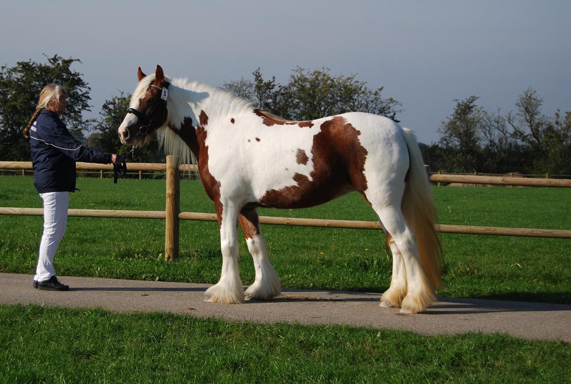 Tinker Piebald Irish Kiki billede 11