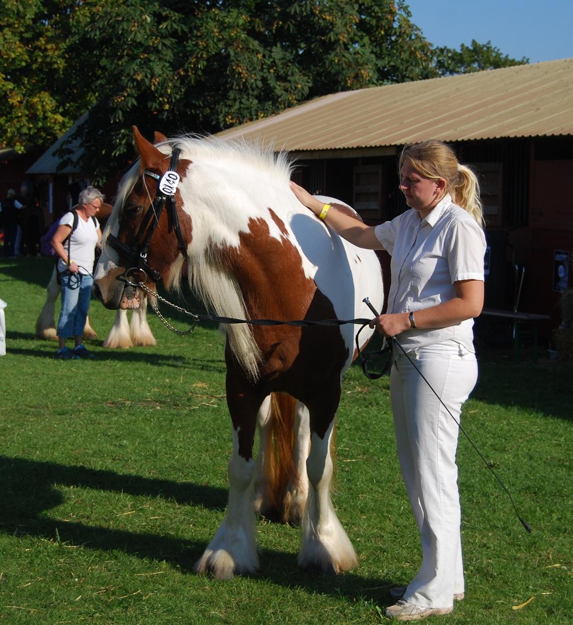 Tinker Piebald Irish Kiki billede 13