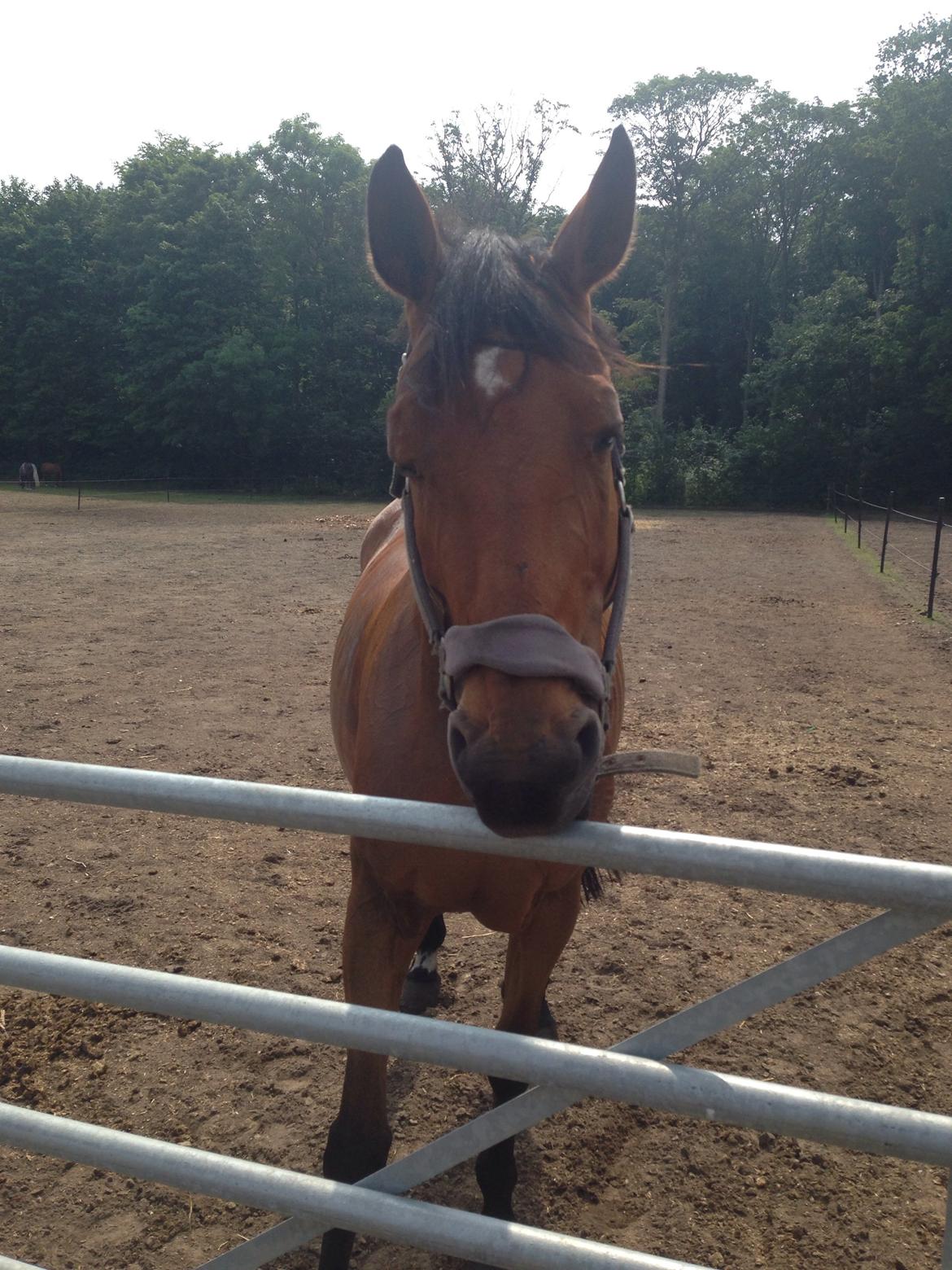 Anden særlig race Laural Frivolity  billede 2
