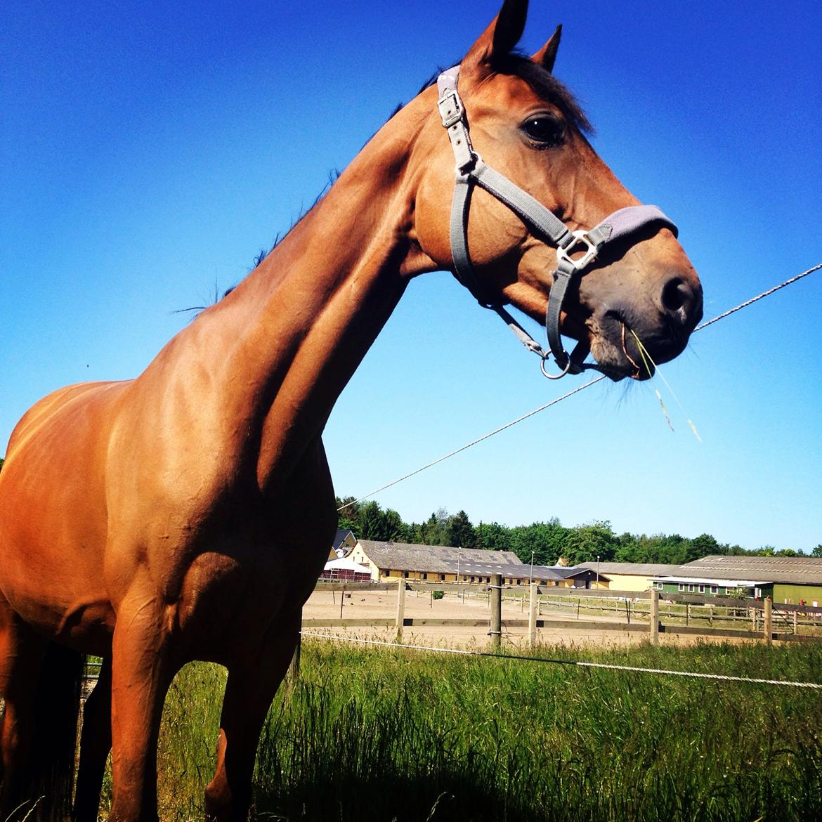 Anden særlig race Laural Frivolity  billede 4