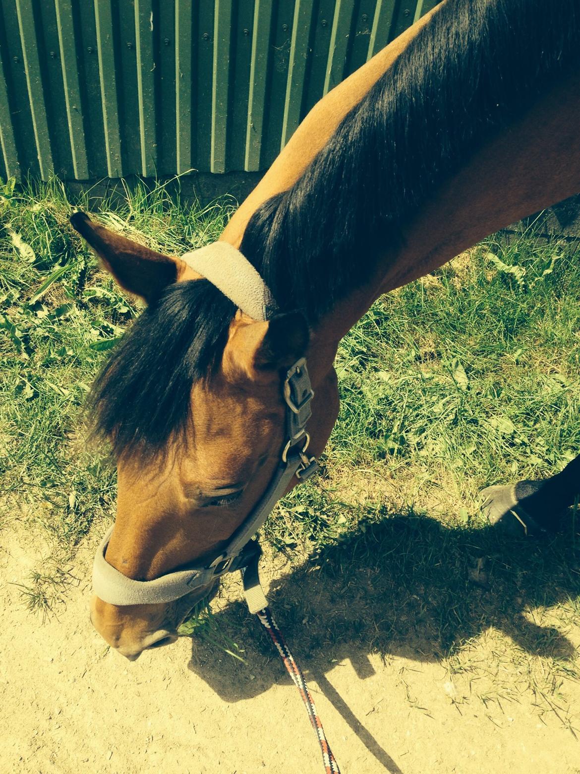 Anden særlig race Laural Frivolity  billede 6