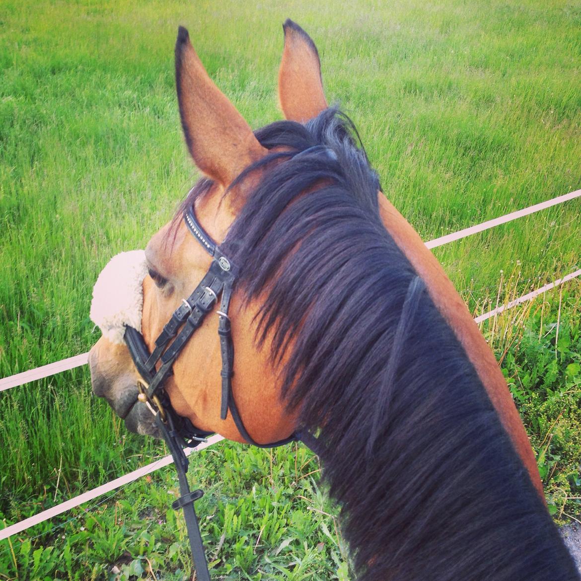 Anden særlig race Laural Frivolity  billede 8