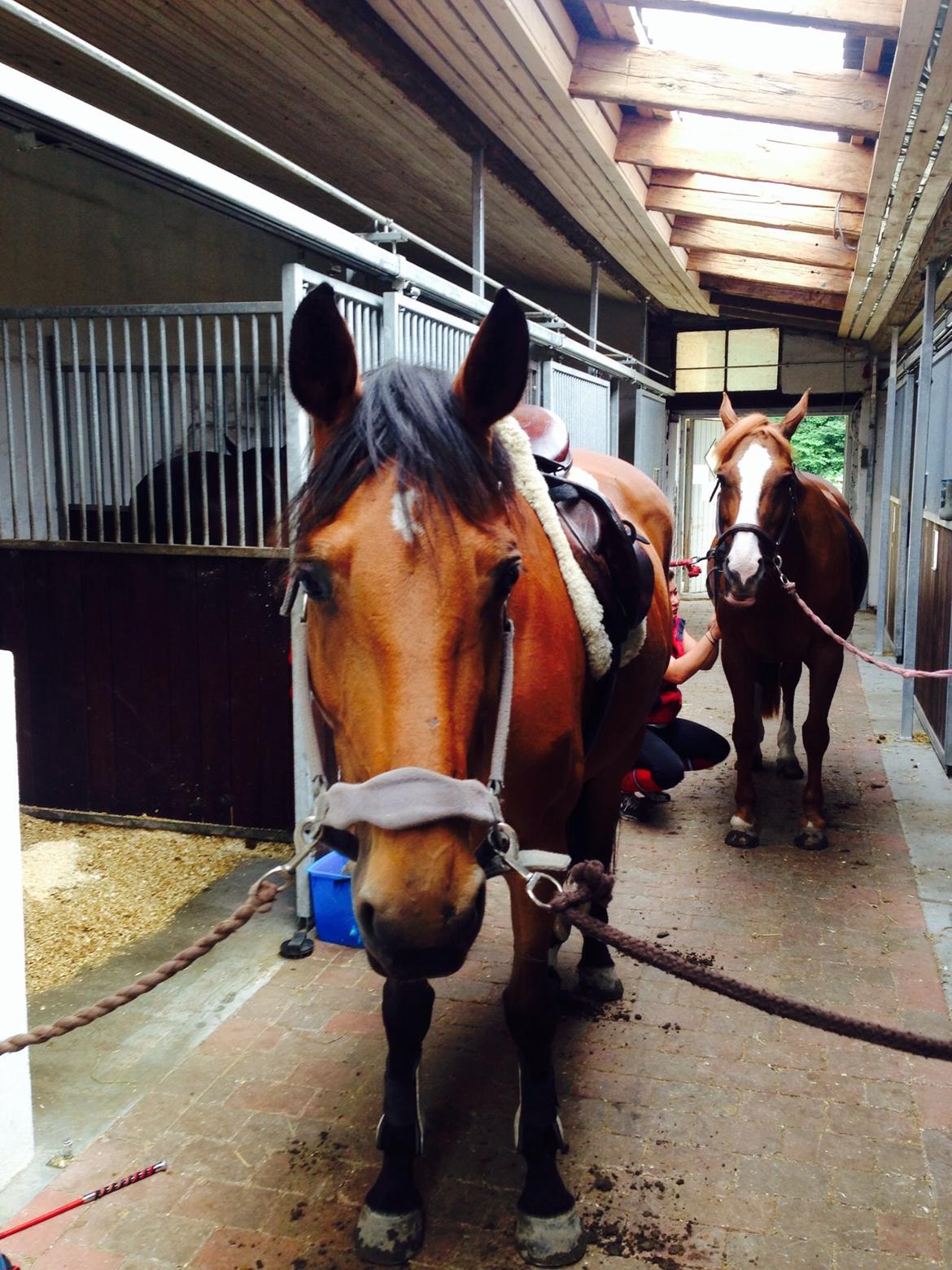 Anden særlig race Laural Frivolity  billede 11