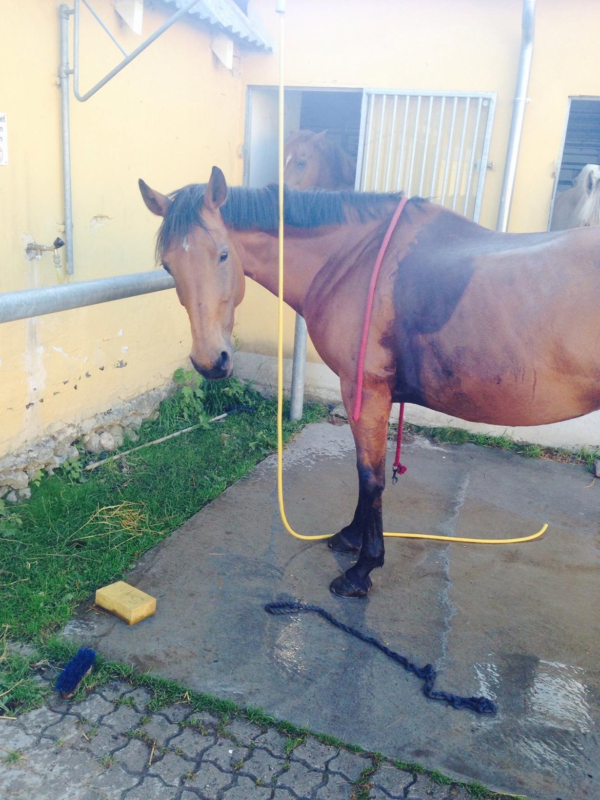 Anden særlig race Laural Frivolity  billede 12