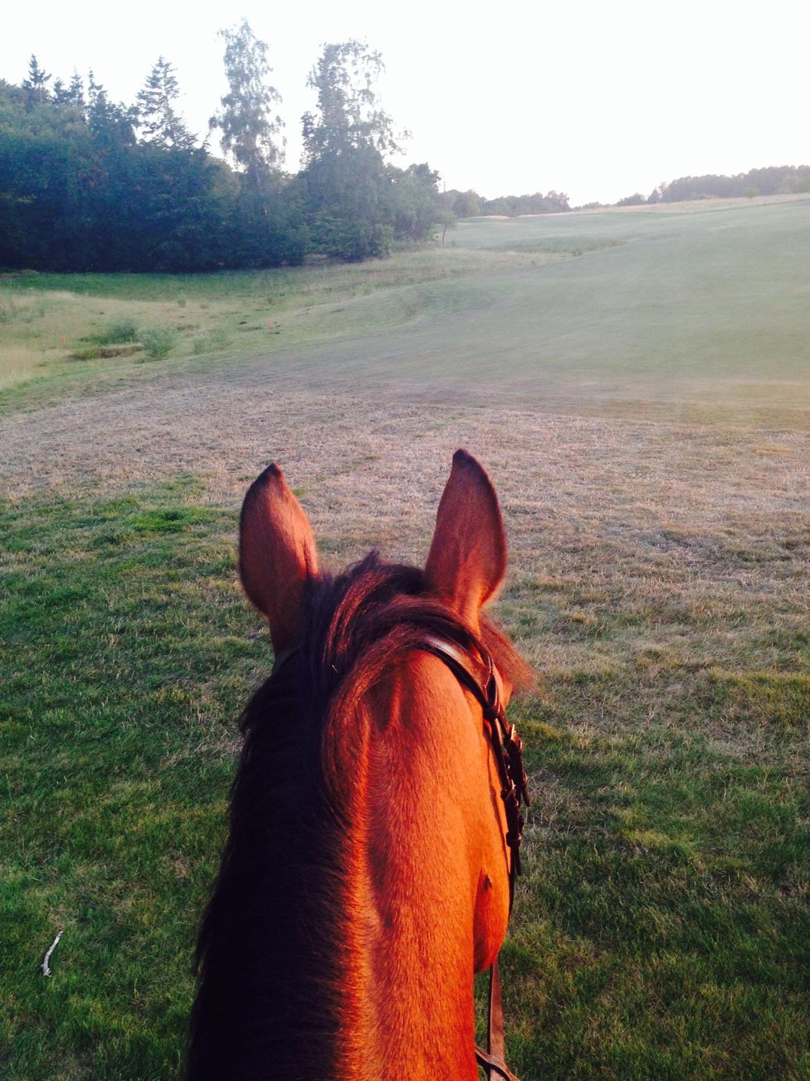 Anden særlig race Laural Frivolity  billede 13