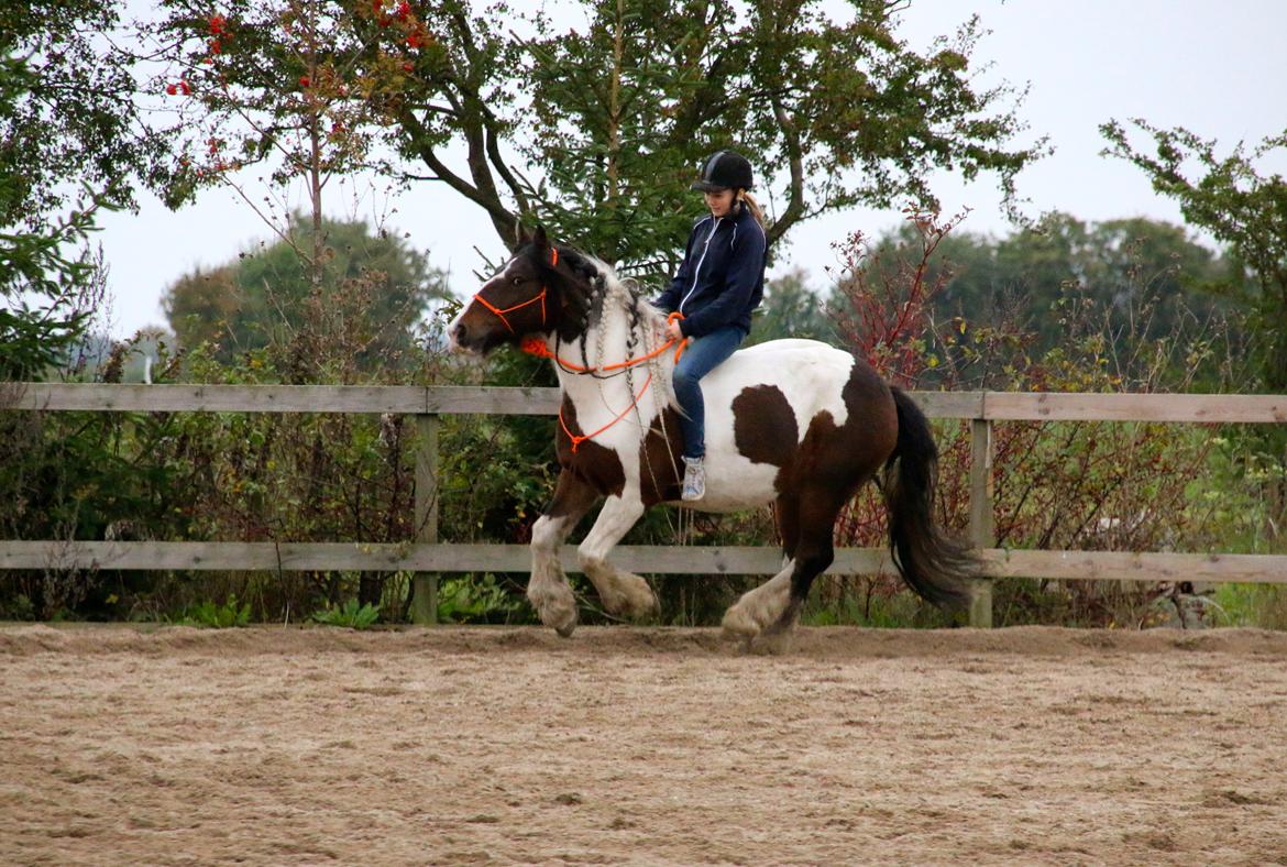 Tinker Fillinghams Dinky Boy - Galop på ham den seje billede 2