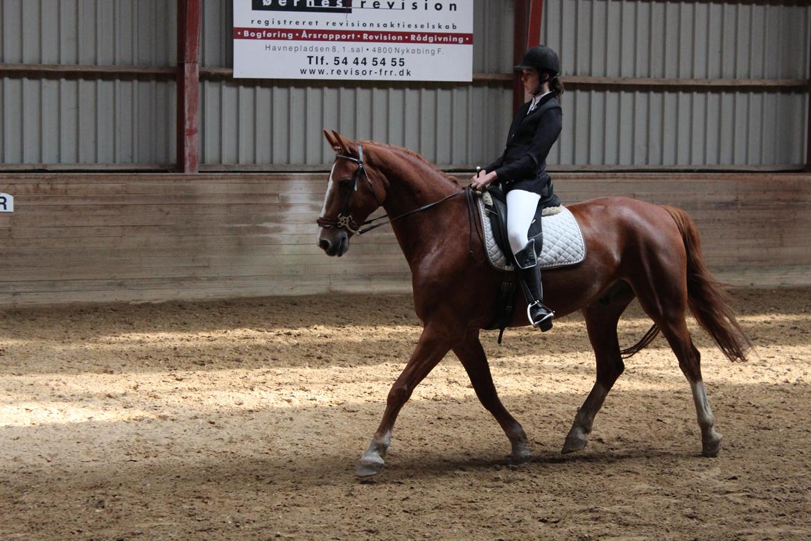 Anden særlig race Safir - Min lækre hest til dressur stævne d. 27/9-2014 på Brændte Ege (NFRK) billede 19