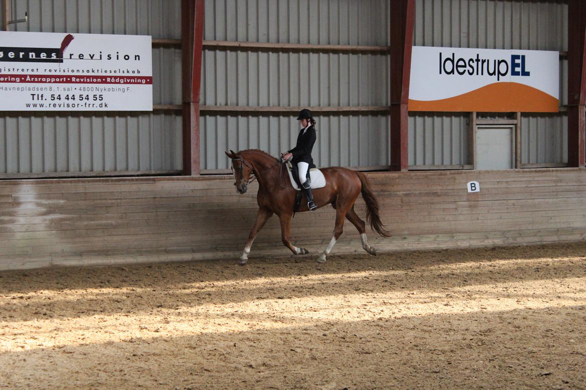 Anden særlig race Safir billede 20