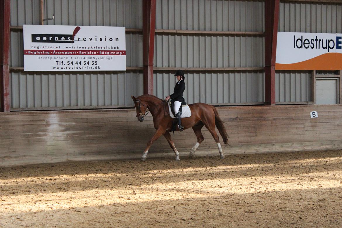 Anden særlig race Safir billede 21