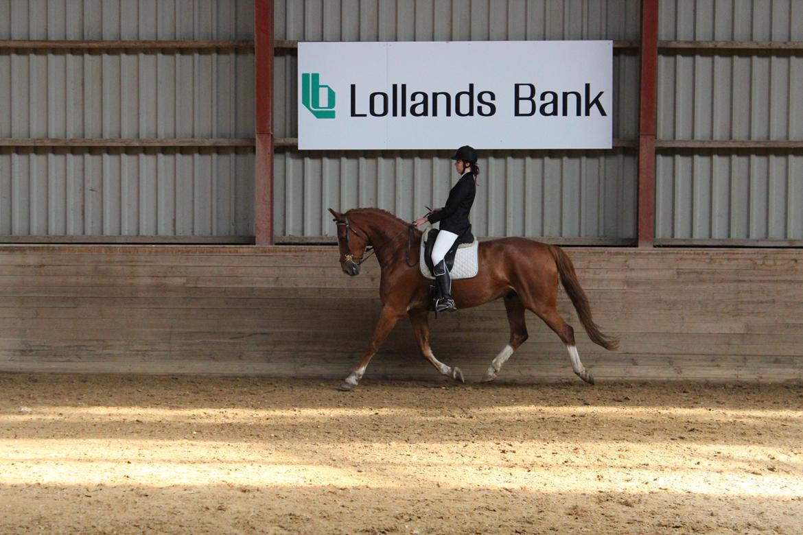 Anden særlig race Safir billede 22