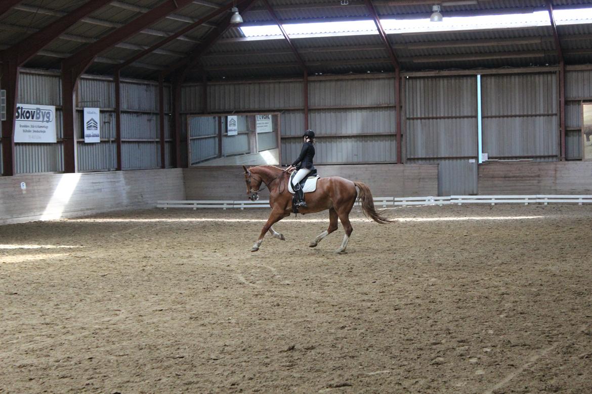 Anden særlig race Safir billede 23