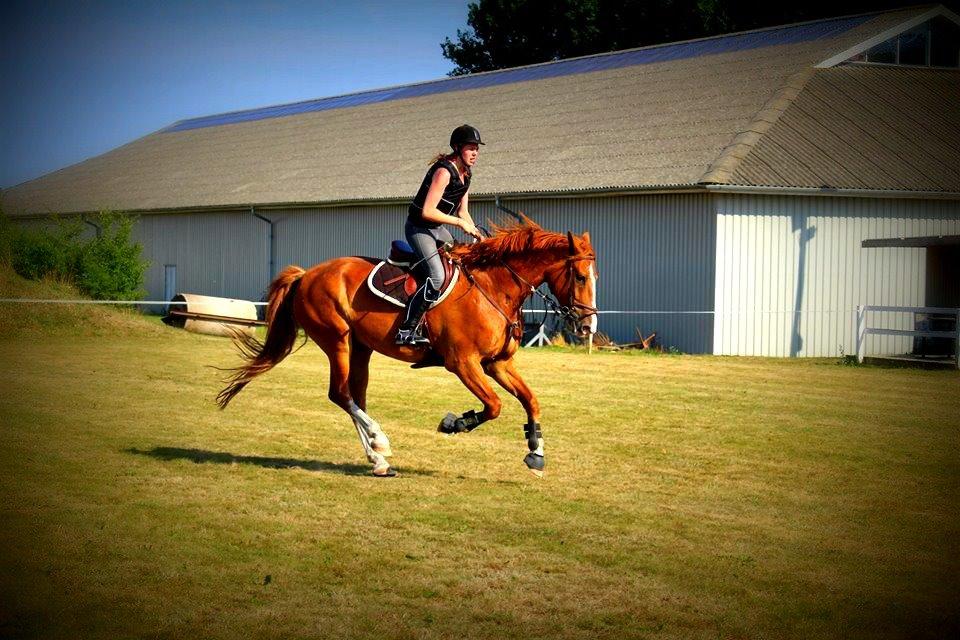 Anden særlig race Safir - Velkommen til Safir's profil. <3 billede 14