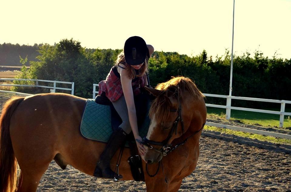 Anden særlig race Safir - A horse will never judge on looks, height or color billede 15