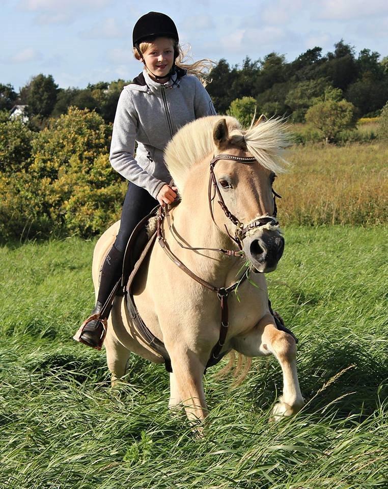Fjordhest Vængets Mirabel <3 billede 12
