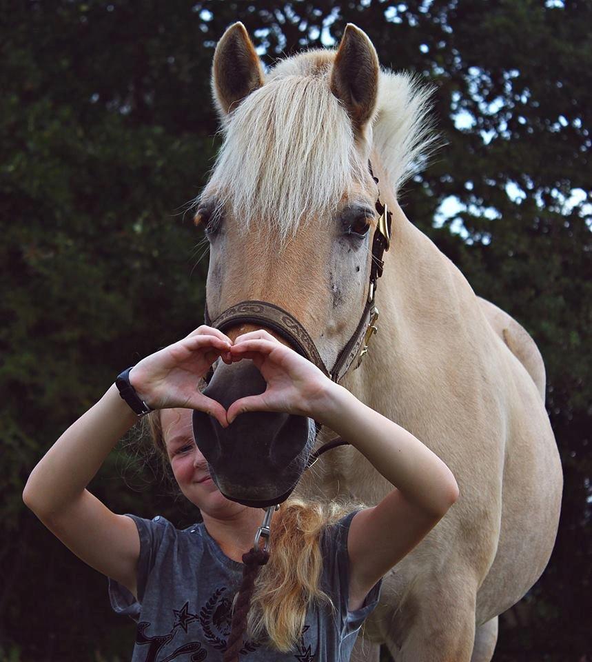 Fjordhest Vængets Mirabel <3 billede 14